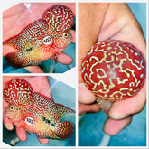 Monster Head Kamfa Flowerhorn - 103
